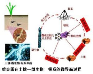 植物吸收重金屬